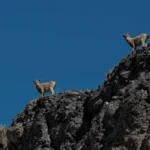 Rare Markhor Sighting Confirmed in AJK Near Line of Control